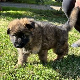 German Shepherd and Pembroke Welsh Corgi Puppies from Top Shepherd Perlez
