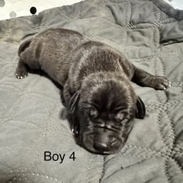Boy 4 - Black and white male Great Dane puppy in Indianola, Iowa from Bull West Kennels