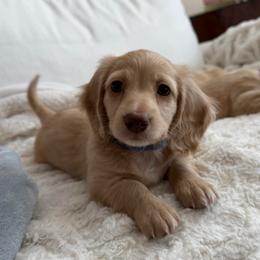 Alex - Cream male Dachshund puppy in Camarillo, California from Golden Ray Dachshunds