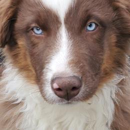 Australian Shepherd Puppies from Farmstead Aussies