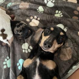 Dachshund Puppies from L & J Kennel