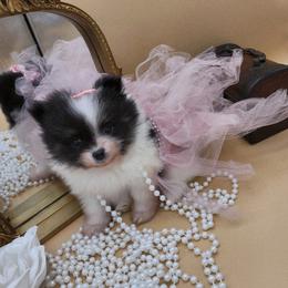 Tia - Tri-colored female Pomeranian puppy in Milwaukee, Wisconsin from Dolcebellezza’s Poms