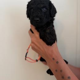 Khaos - Phantom male Poodle puppy in Ponce De Leon, Florida from Above the Standard Dogs