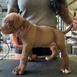 American Bully Puppies from TEXAS BULLY FAMILY