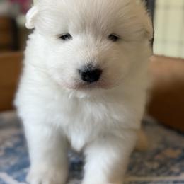 Labrador Retriever and Samoyed Puppies from Carefree Samoyeds & Deserthills Labradors