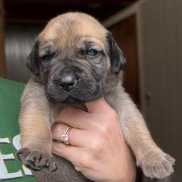 Redwood (Maroon Collar) - Reddish brown female Boerboel puppy in Manitowoc, Wisconsin from Mae Boerboel