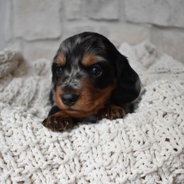 Lucie - Dapple female Dachshund puppy in Nephi, Utah from Wise lil Weeinies