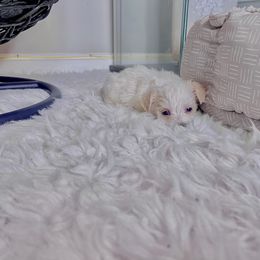 Morkie Puppies from Smart Farms