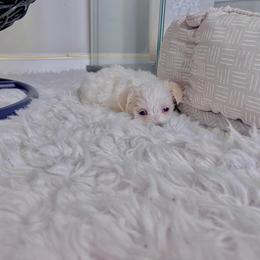 Morkie Puppies from Smart Farms