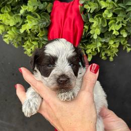 Green girl - Parti female Miniature Schnauzer puppy in Oneonta, Alabama from Murphree Valley Kennels