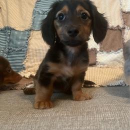 Hershey - Black and tan male Dachshund puppy in Arthur, Illinois from Chupp’s Puppies