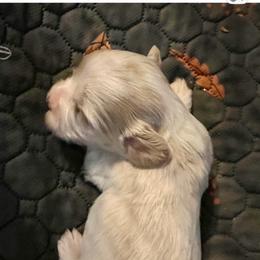 Champ - Cream male Havanese puppy in Dallas/Fort Worth, Texas from Sweet Feats Havanese