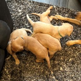 Labrador Retriever Puppies from Britt Turner