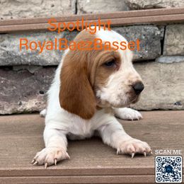 Spotlight - Red and white female Basset Hound puppy in Sidney, Nebraska from Royal Baez Basset