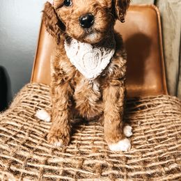 Goldendoodle Puppies from The Doting Doodle