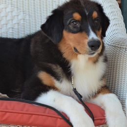 Australian Shepherd All Grown Up from Two or More Kennels