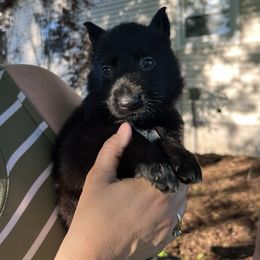 German Shepherd Puppies from Bolwerk’s 3B Acres