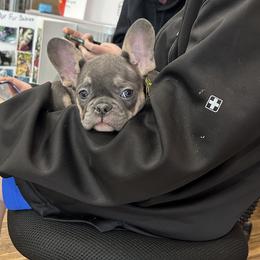 Midnite Kiss - Blue male French Bulldog puppy in New Castle, Delaware from Sasha’s Elite Kennel LLC