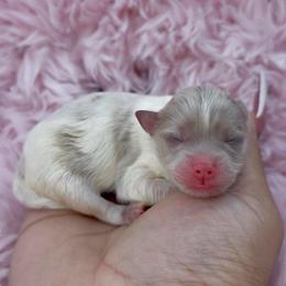 Olaf - Lavender male Pomeranian puppy in Wagoner, Oklahoma from Cascade Pomeranians