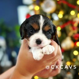 Cavalier King Charles Spaniel Puppies from Chris & Katie Cavaliers