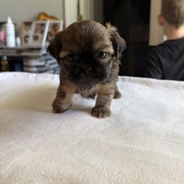 Willow - Sable female Shih Tzu puppy in Boiling Springs, South Carolina from Sherry Whiteside's Shih Tzus