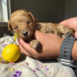 Lemon - Apricot female Goldendoodle puppy in Gainesville, Florida from Pet Inn Xxweetdoodles