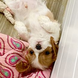 Cavalier King Charles Spaniel Puppies from Bella Fleur Cavaliers