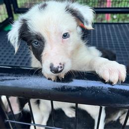 Spencer - Male - Black and white male Border Collie puppy in Avery, Texas from Willa Creek Border Collies
