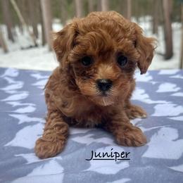 Juniper - Red and white female Shihpoo puppy in Traverse City, Michigan from Riyem Wildflower Farms