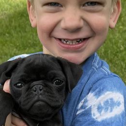 Doberman Pinscher and Pug Puppies from Fox Farm Kennel