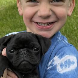 Doberman Pinscher and Pug Puppies from Fox Farm Kennel