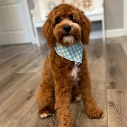Henry - Goldendoodle