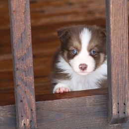 Border Collie, English Setter, and Miniature American Shepherd Puppies from First Harmony Farms