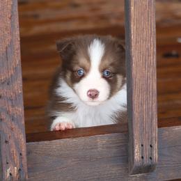 Border Collie, English Setter, and Miniature American Shepherd Puppies from First Harmony Farms