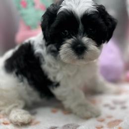 Sylvie - Black and white female Shihpoo puppy in Colonial Beach, Virginia from BeachRidge Pups