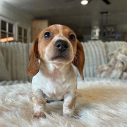 Peanut - Piebald female Dachshund puppy in Price, Utah from Stone Kennels