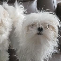 Maltese from Grantham Maltese