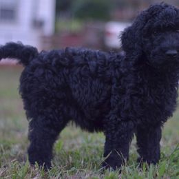 Goldendoodle and Poodle Puppies from Syren House Doodles & Poodles