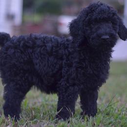 Goldendoodle and Poodle Puppies from Syren House Doodles & Poodles