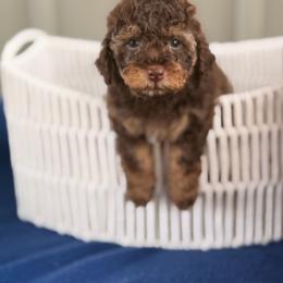 Hudson - Phantom male Poodle puppy in Somerset, Kentucky from Hilltop Doodles KY LLC