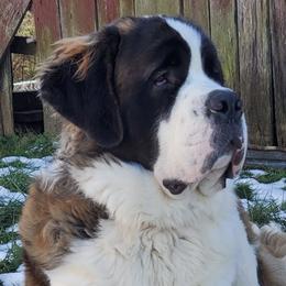 Saint Bernards from Mountain Empire Saints
