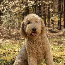 Ipsy - Goldendoodle