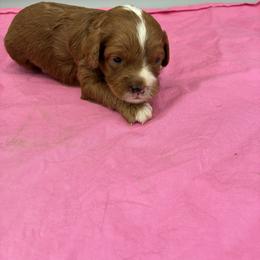 Tillie - Red female Cavapoo puppy in Burke, New York from Patti’s Puppies