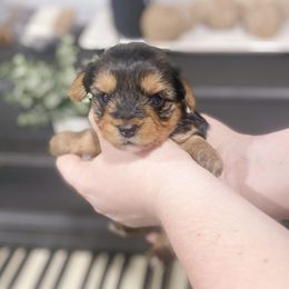 Yorkshire Terrier Puppies from Elaine’s Pup Co.