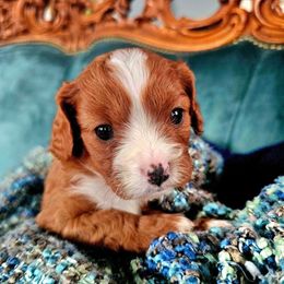 Saqqara - Ruby female Cavalier King Charles Spaniel puppy in Watsontown, Pennsylvania from Huntsman Cavaliers