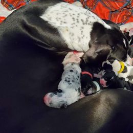 Great Dane Puppies from Dog in Mind Danes