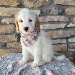 TaterTot - Parti female Goldendoodle puppy in Grabill, Indiana from Rose's Doodles