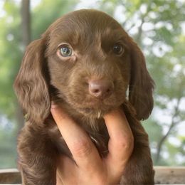 Tucker - Chocolate male Dachshund puppy in Sharon Springs, New York from Show Us The Way Homestead