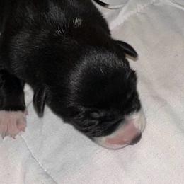 Sydney - Black and white female Border Collie puppy in Henagar, Alabama from Ridge Kap Border Collies