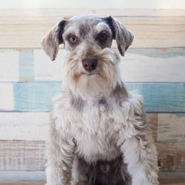 Jack - Miniature Schnauzer